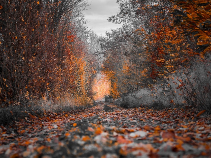 Free download | HD PNG autumn trees foliage autumn colors 4k wallpaper ...
