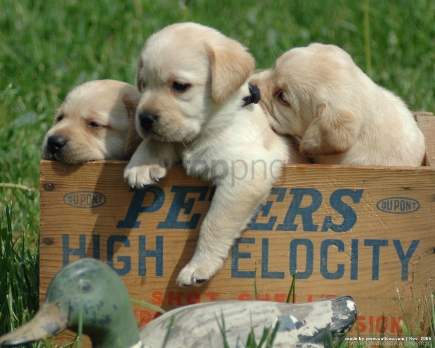 Free download | HD PNG babies labrador puppies retriever white ...