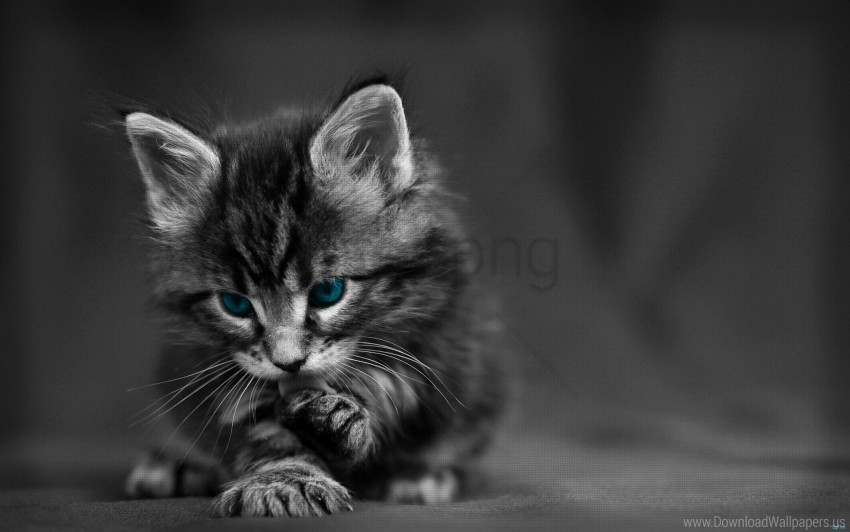 Baby Beautiful Black White Blue Cat Eyes Wallpaper Background