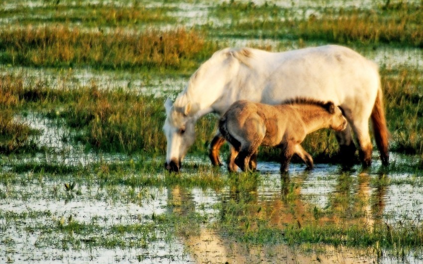 Free download | HD PNG baby grass horse water wallpaper background best ...