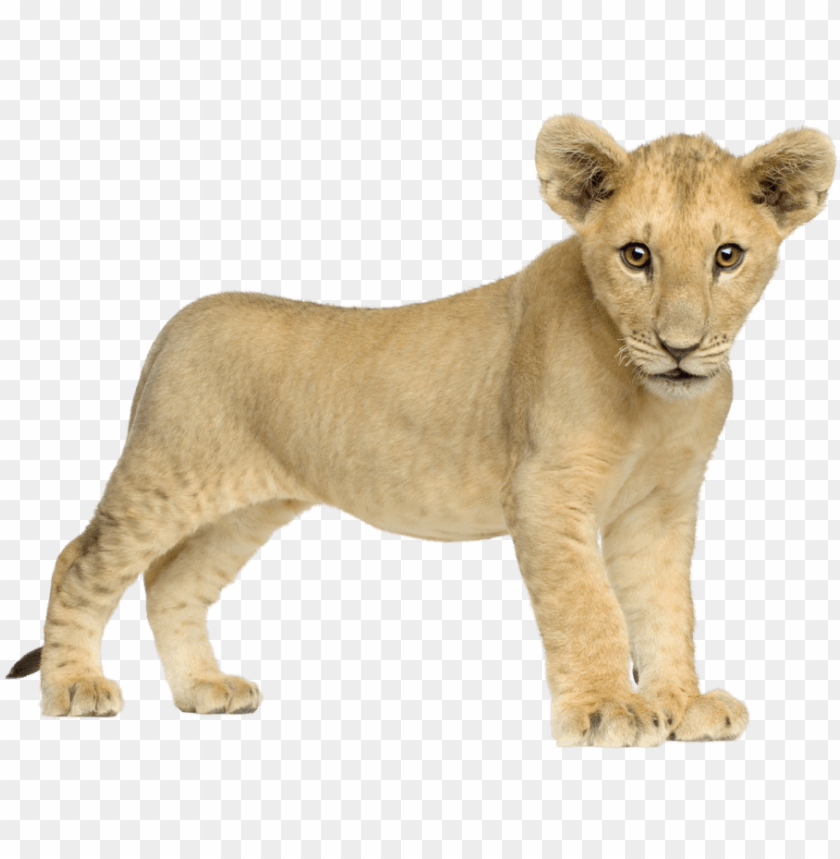 Free download | HD PNG baby lion front baby lion PNG transparent with ...