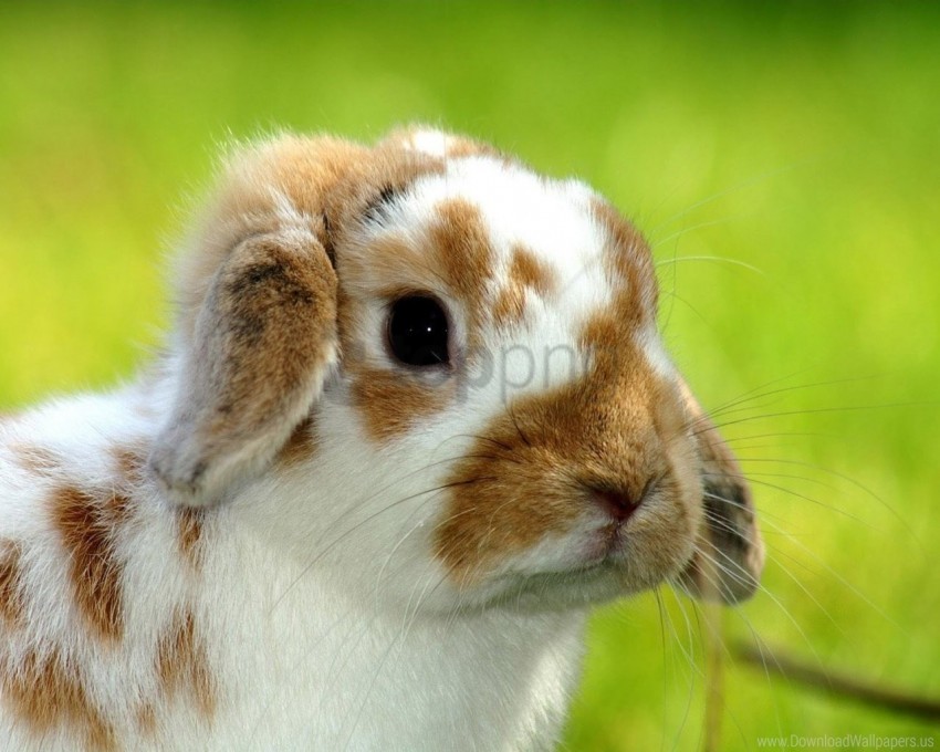 Free download | HD PNG baby rabbit snout spotted wallpaper background ...