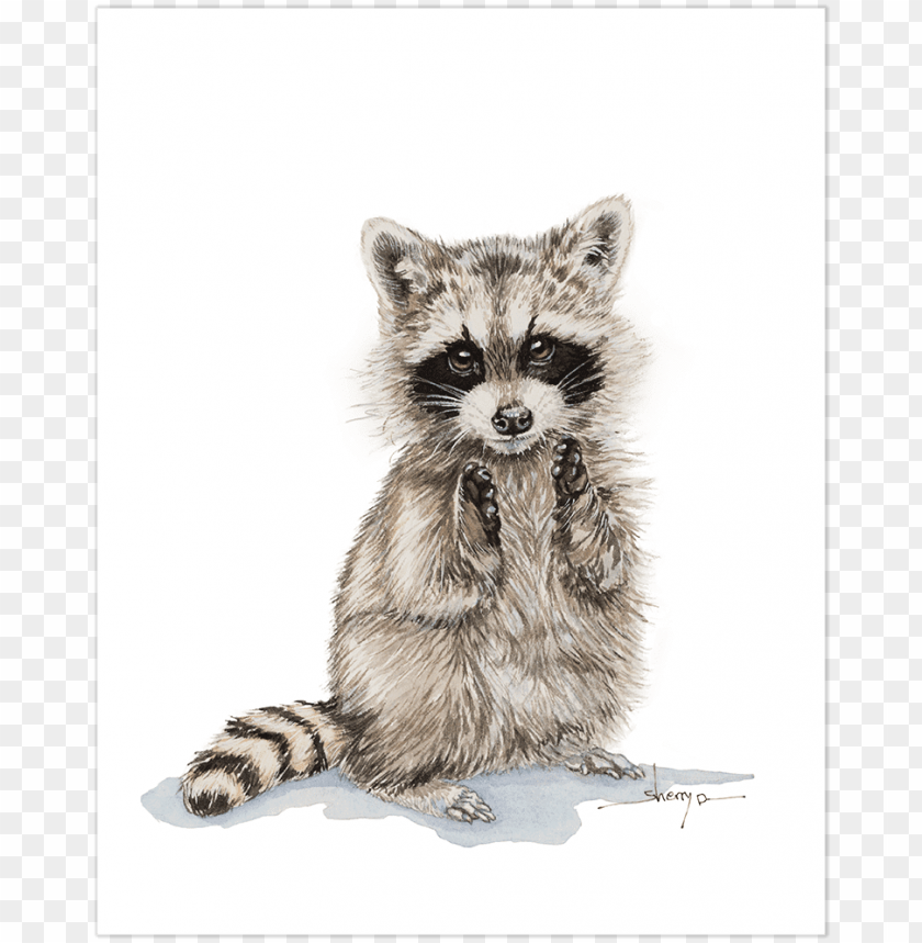 Download baby raccoon wall art - baby raccoon sketch png - Free PNG