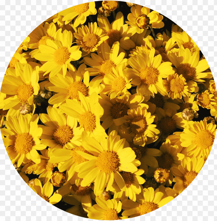 Background Aesthetic Yellow Flowers Tumblr Yellowflowers Yellow Aesthetic Sunflower Png Image With Transparent Background Toppng - red roses flower rose pictures 429 roblox