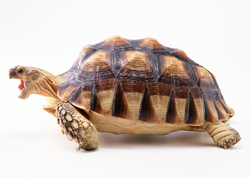 Free download | HD PNG background beautiful shell turtle wallpaper ...