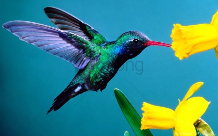 Free download | HD PNG background flowers hummingbirds wallpaper ...
