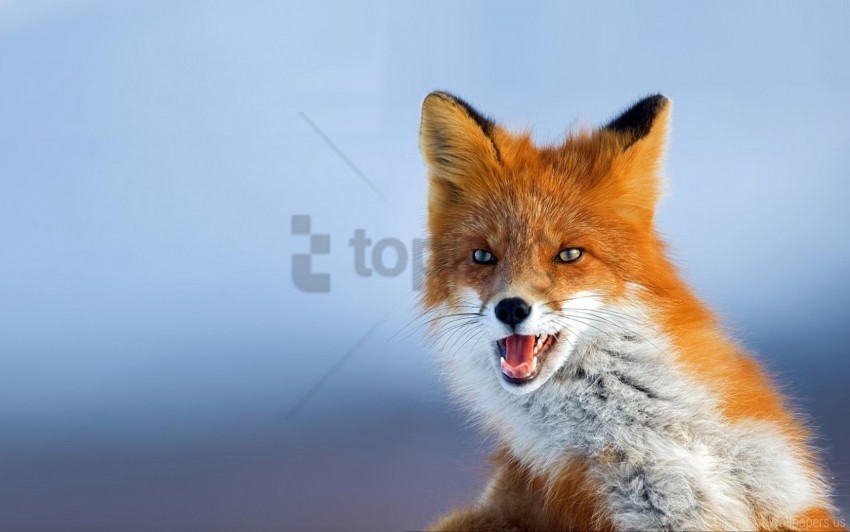 Free download | HD PNG background fox looks photo red wallpaper ...