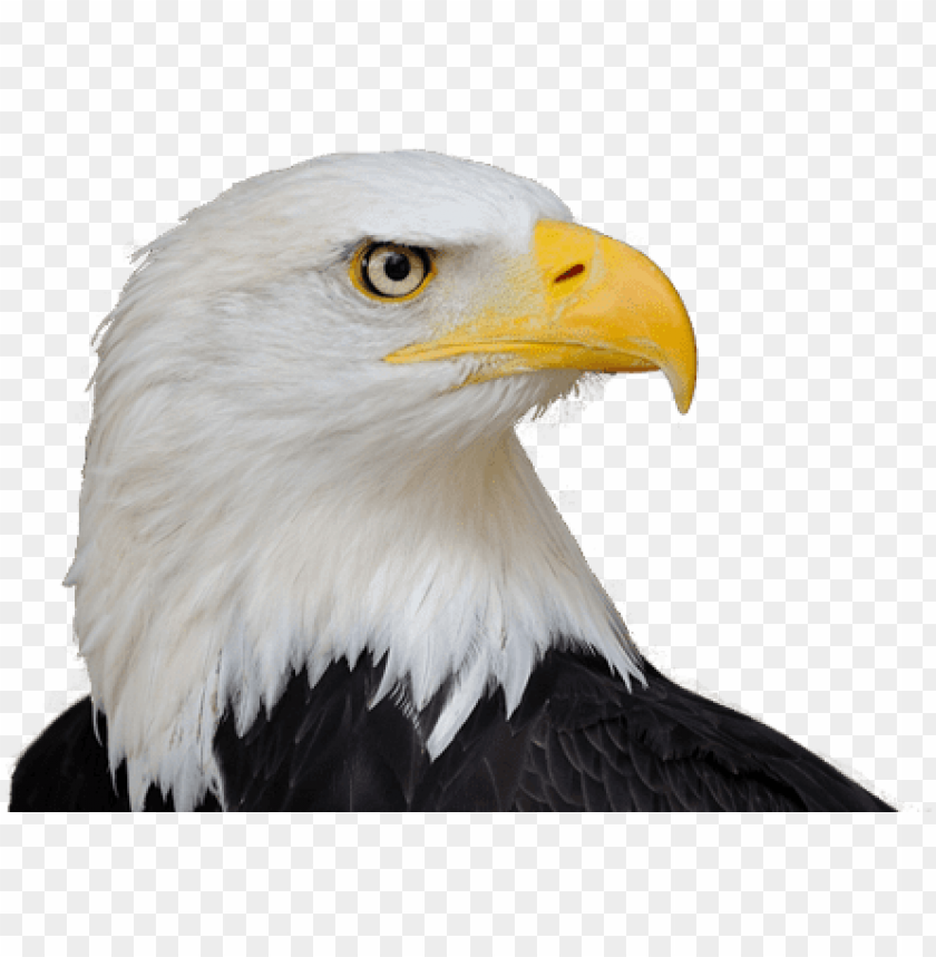 Free download | HD PNG bald eagle png free download life size birds the ...