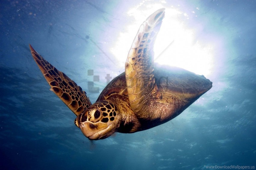 Free download | HD PNG barrier reef sea swim turtle wallpaper ...