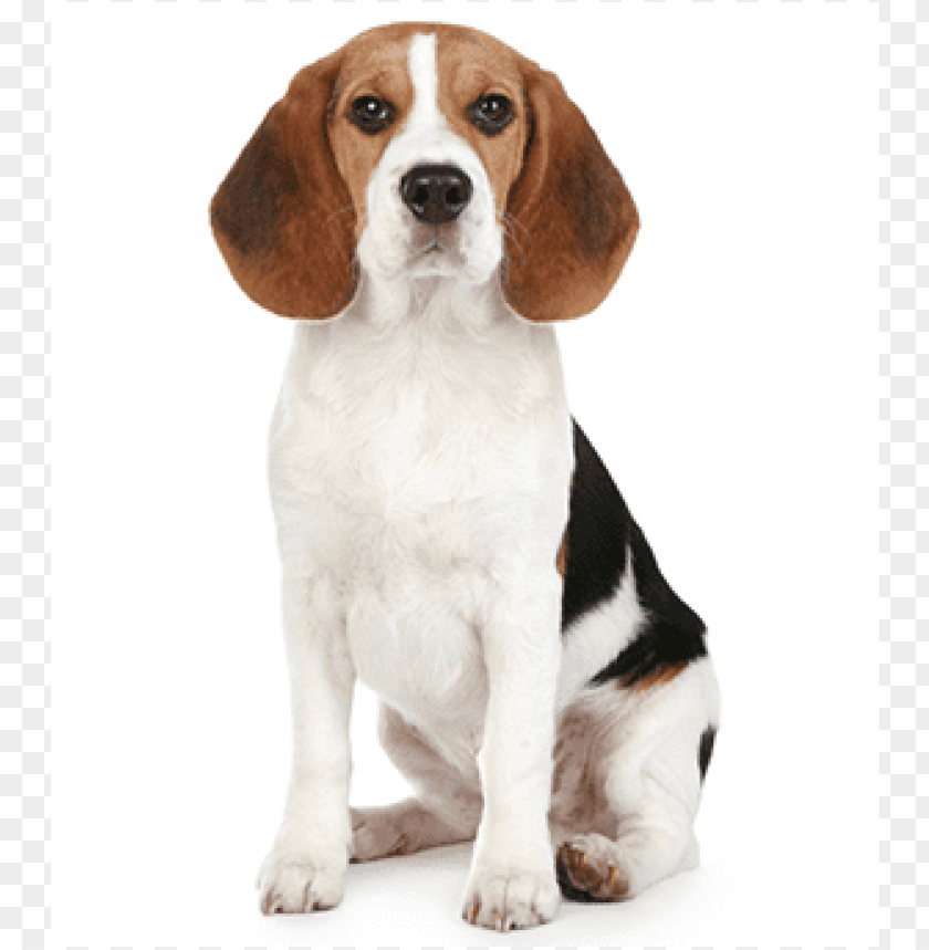 Free download | HD PNG beagle PNG transparent with Clear Background ID ...