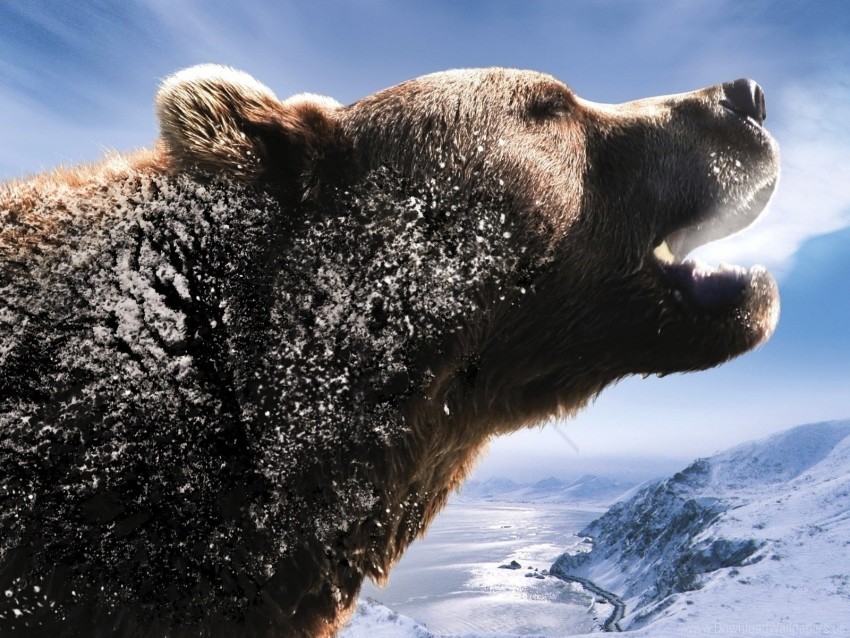 Free download | HD PNG bear brown mountains roar snow wallpaper ...