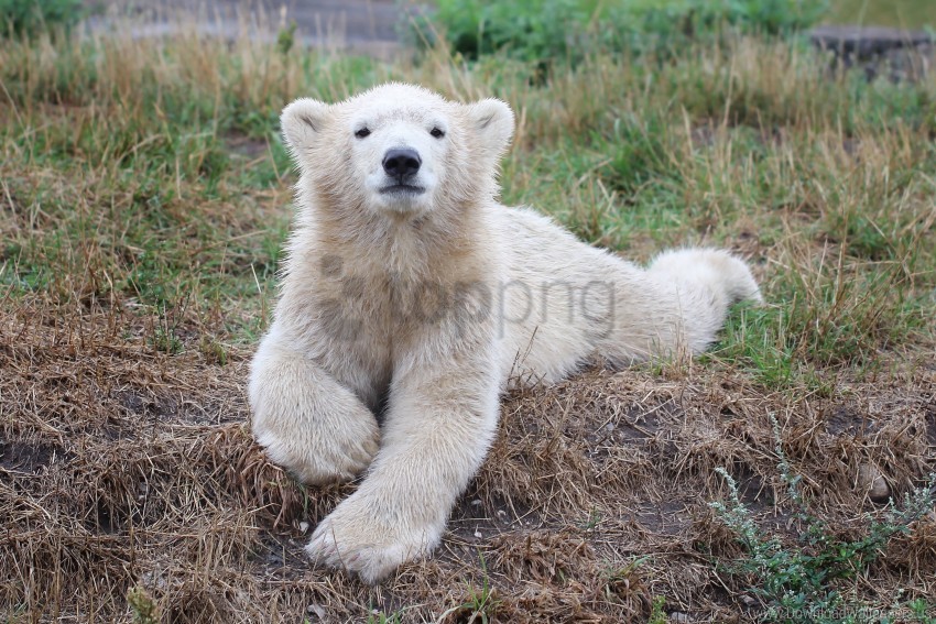 Polar bear cubs playing in the snow