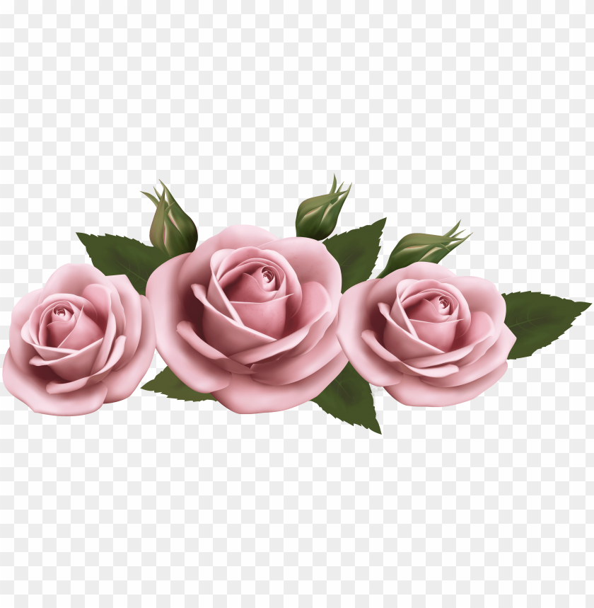 Free download | HD PNG beautiful clipart pink rose pink roses ...