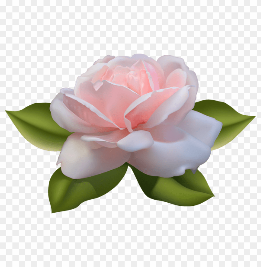 Free download | HD PNG PNG image of beautiful pink rose with leaves ...
