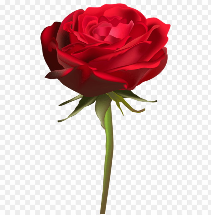 Free Download Hd Png Png Image Of Beautiful Red Rose With A Clear Background Image Id