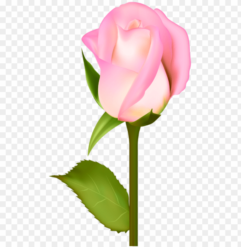 Free download | HD PNG PNG image of beautiful rose transparent with a ...