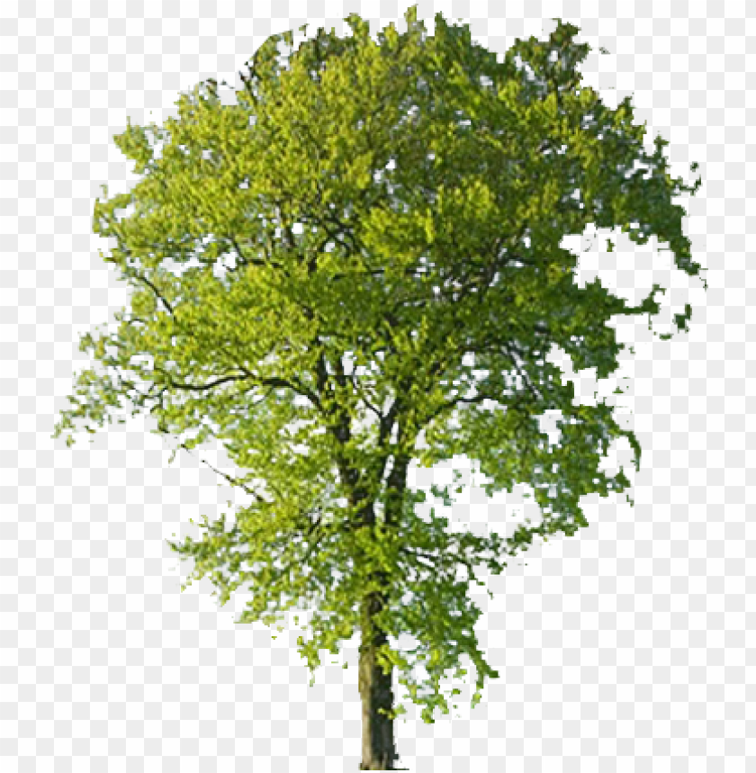 Free download | HD PNG green tree png transparent background PNG ...