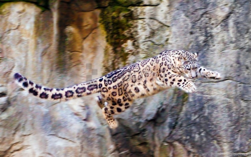 big cat, jump, rocks, snow leopard