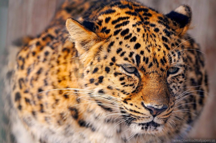 Free download | HD PNG big cat leopard sad snow wallpaper background ...