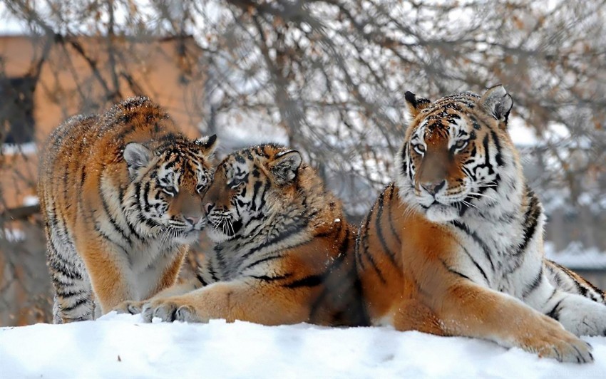 Free download | HD PNG big cats snow snowfall three tigers wallpaper ...