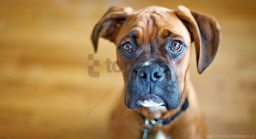 Free download | HD PNG big dog eyes muzzle wallpaper background best ...