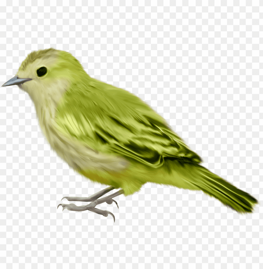 Free Download Hd Png Bird Png Images Background Image Id Toppng