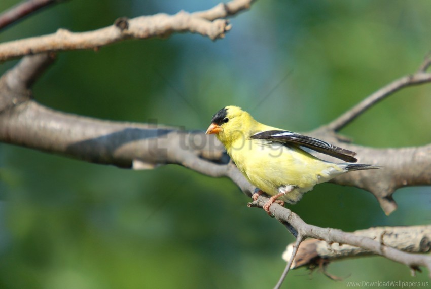 Free download | HD PNG bird blurring branch goldfinch sit wallpaper ...