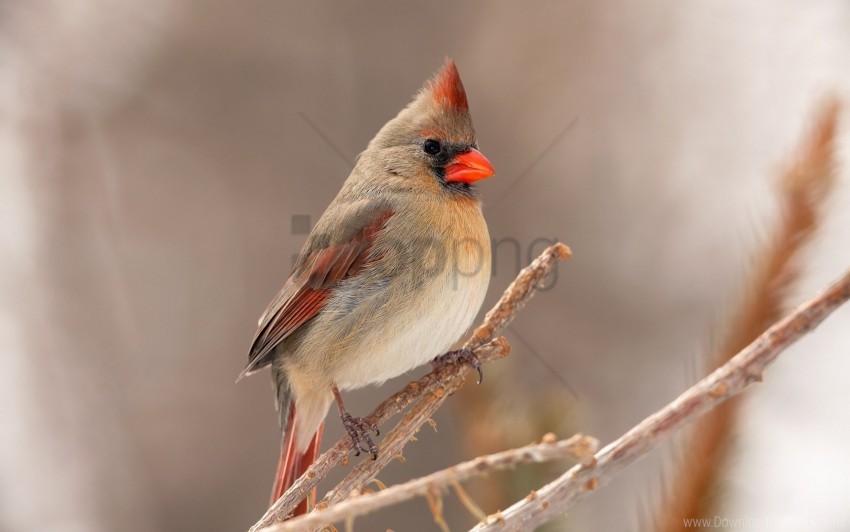Free download | HD PNG bird branch cardinal wallpaper background best ...