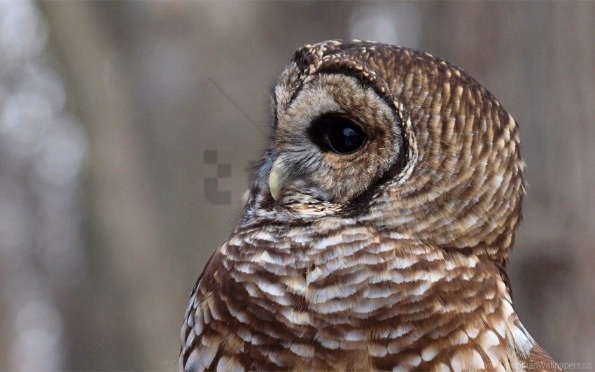 Bird Eyes Face Feathers Owl Predator Wallpaper Background Best Stock Photos Toppng - lenny owl roblox