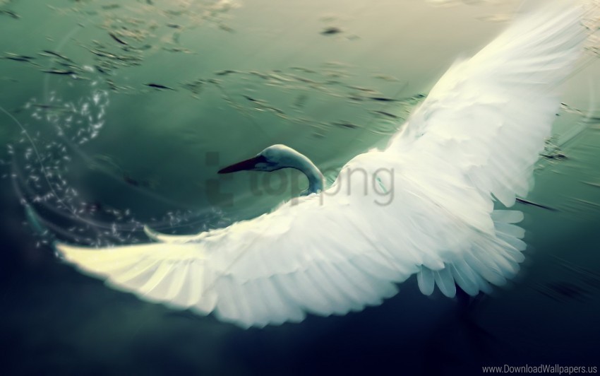 Free download | HD PNG bird flap swan water wings wallpaper background ...