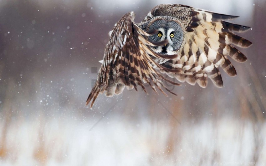 Free download | HD PNG bird flying owl predator wallpaper background ...