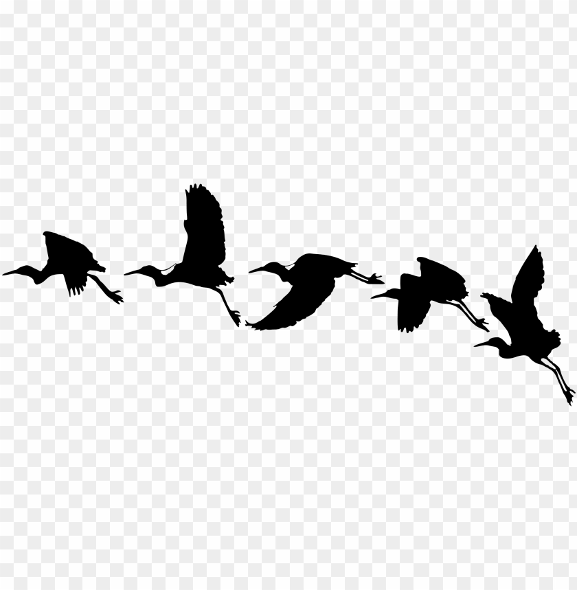 Free download | HD PNG bird flying vector PNG transparent with Clear ...