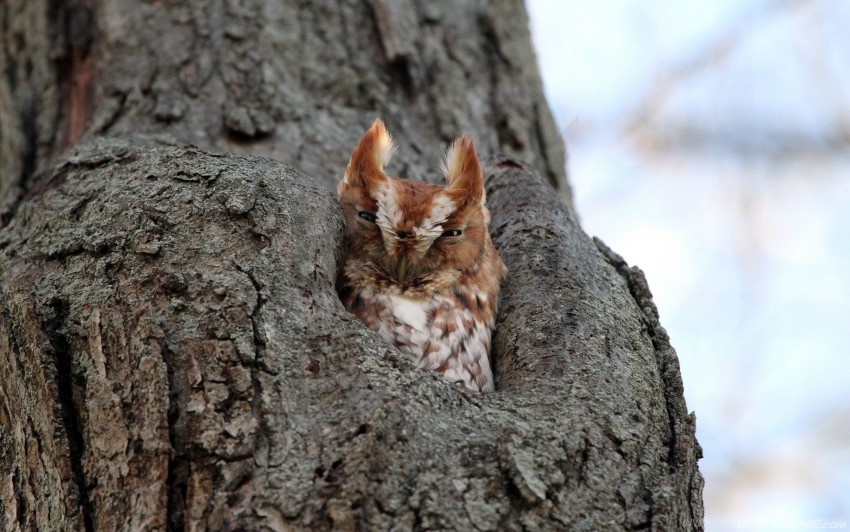 Free download | HD PNG bird owl predator wallpaper background best ...