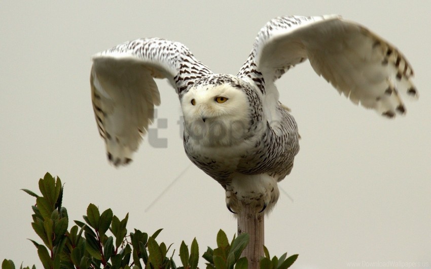 Free download | HD PNG bird owl predator wings wallpaper background ...