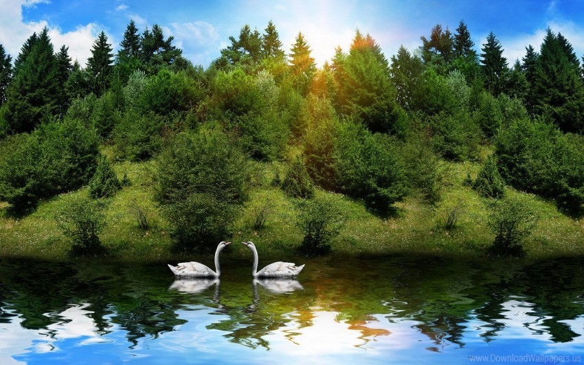 Free Download Hd Png Birds Couple Grass River Sunlight Swans Trees