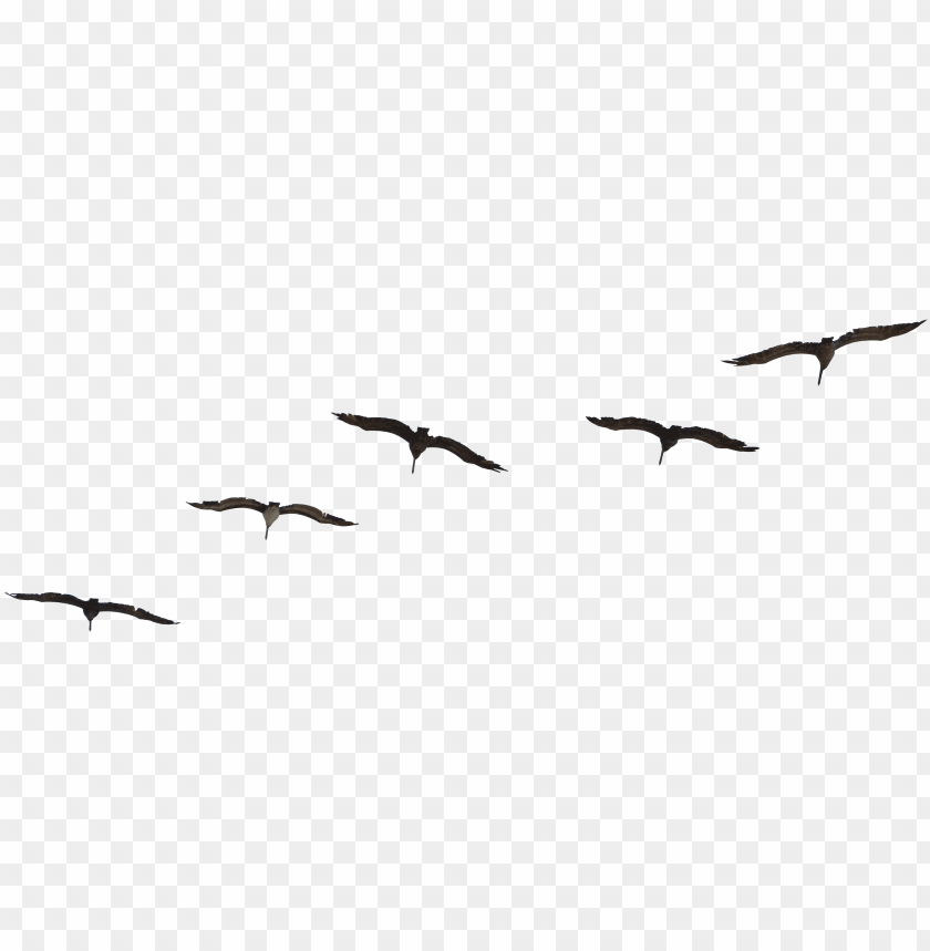 Free download | HD PNG birds flying psd free PNG transparent with Clear ...