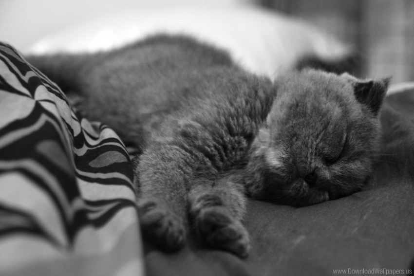 Free download HD PNG black and white dream kitten lying wallpaper background best stock photos