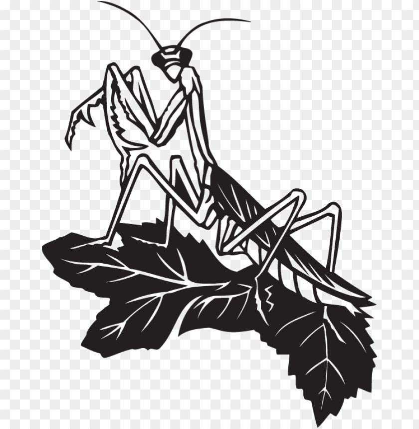 Free download | HD PNG black and white praying mantis PNG transparent ...