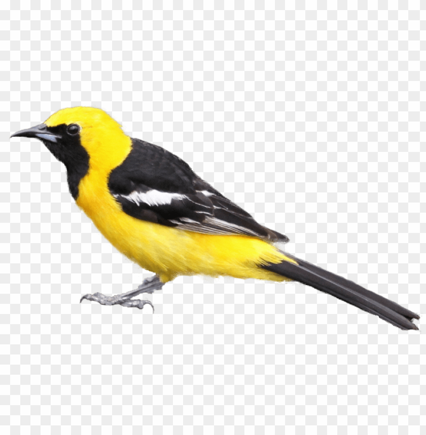 Black And Yellow Bird Png Image With Transparent Background Toppng