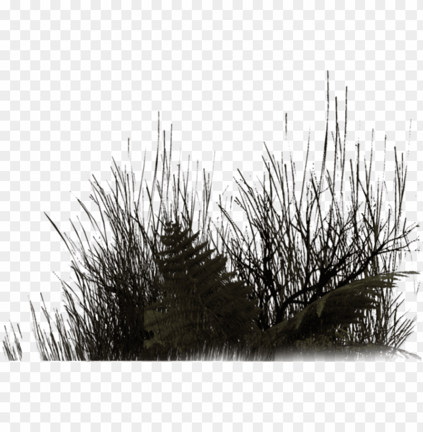 Free download | HD PNG black grass png download vegetation render PNG