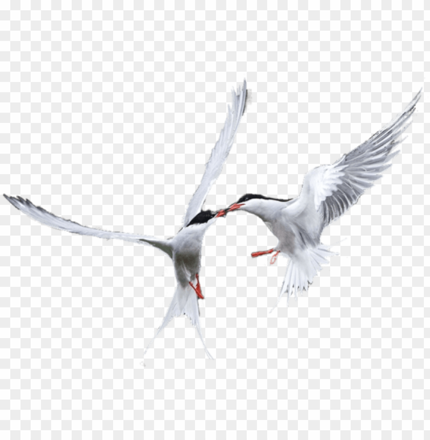 Image showcasing Free download | HD PNG black skimmer PNG transparent with Clear ...