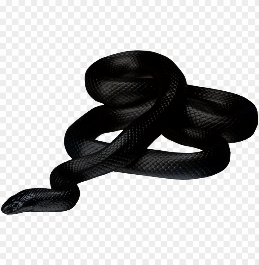 Free download | HD PNG black snake twirling png images background ...