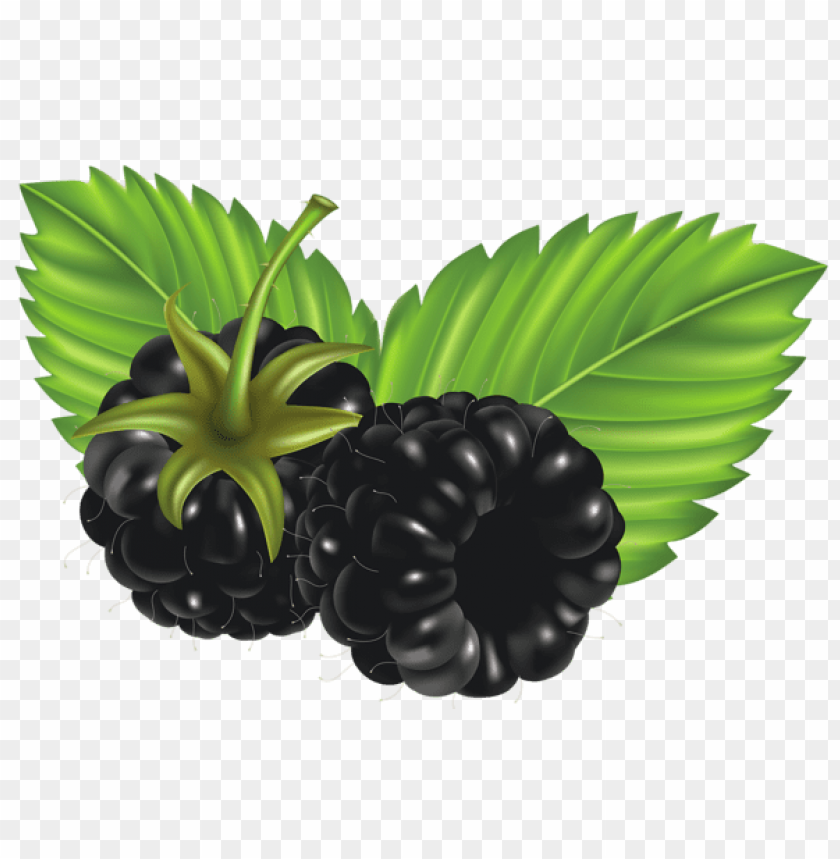 Free Download HD PNG Blackberries Png Vector Png Free PNG Images TOPpng