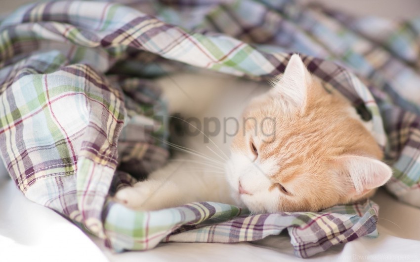 Free download | HD PNG blanket kitten lie down sleep spotted wallpaper