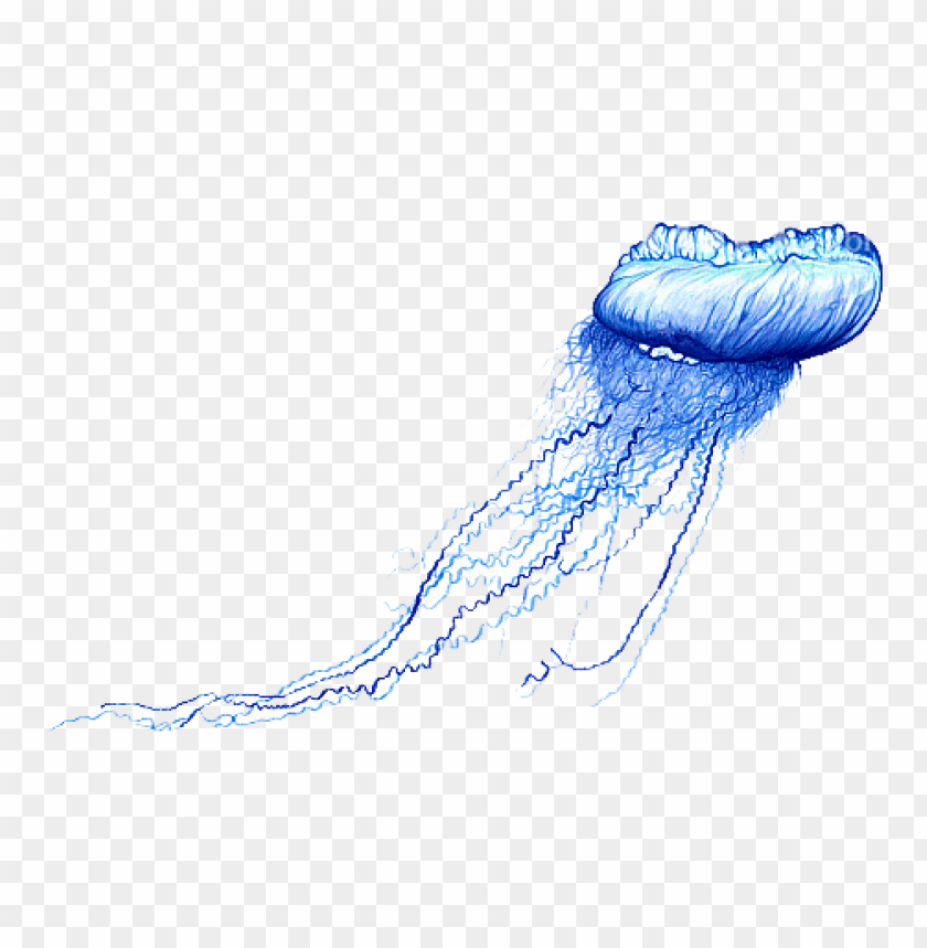 Download Blue Bottle Jellyfish Png Images Background Toppng