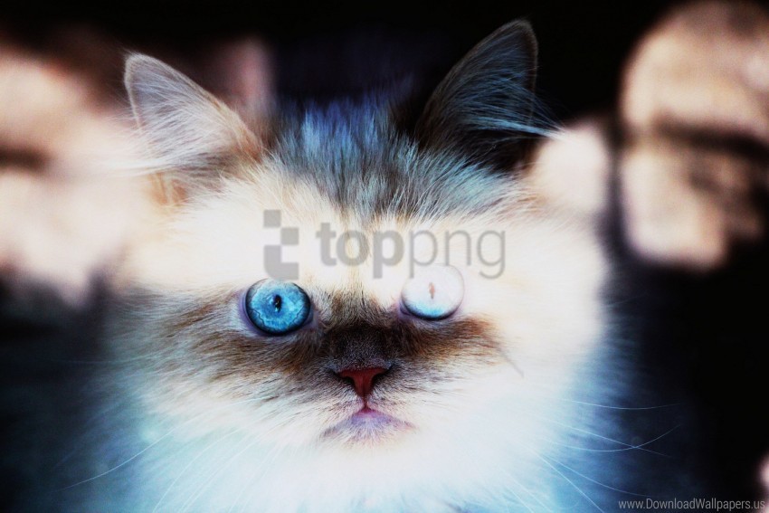 Free download HD PNG blue eyed cat fluffy kitten wallpaper background