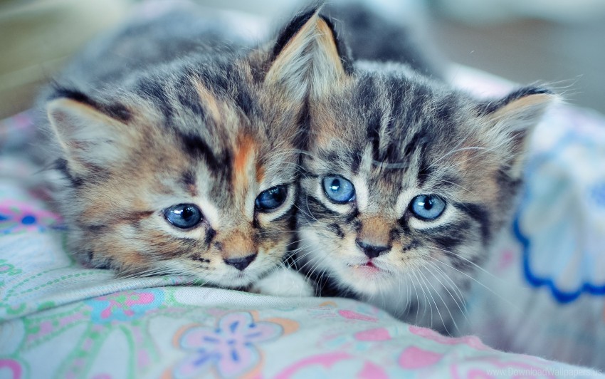 Free download HD PNG blue eyed couple kittens wallpaper background