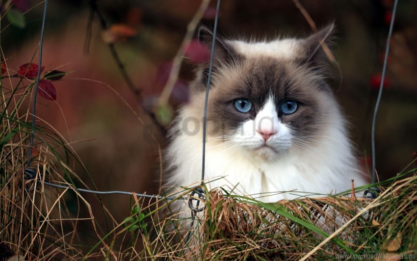 Free download | HD PNG blue eyes cat furry grass muzzle wallpaper ...
