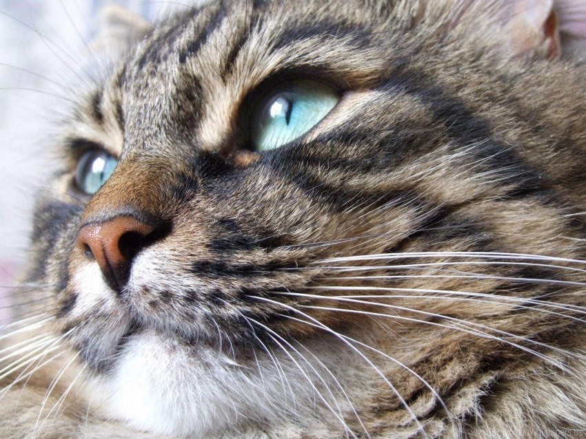 Free download | HD PNG blue eyes cat muzzle striped wallpaper ...