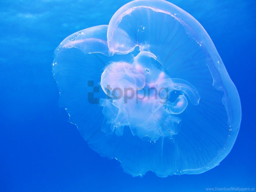Free download | HD PNG blue jellyfish underwater wallpaper background ...